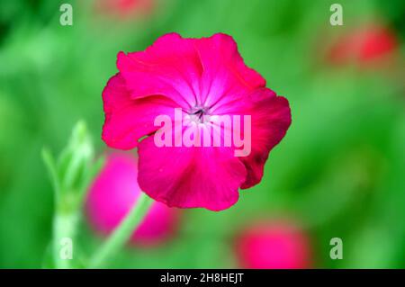 Single Pink/Magenta Rose Campion (Lychnis coronaria) Blume in den Grenzen von Newby Hall & Gardens, Ripon, North Yorkshire, England, Großbritannien Stockfoto