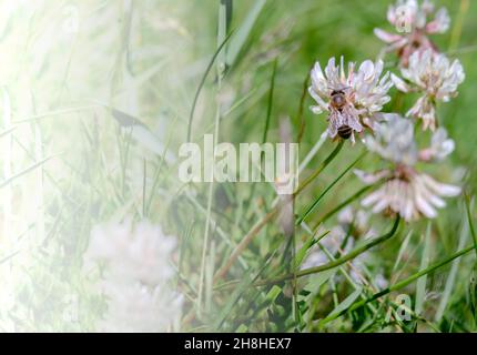 Insekt auf einer Wiesenblume. Eine Biene auf einer Kleeblatt-Blume. Weiße Wildblume. Stockfoto
