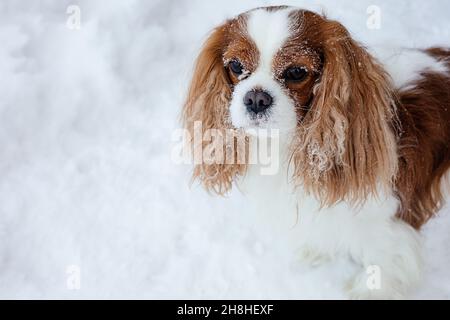 Das Gesicht des Tierhundes, Cavalier King Charles Spaniel, ist mit Schnee übersät. Winterdrift. Porträt eines hübschen Hundes auf Weiß Stockfoto