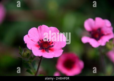 Rosa Potentilla Nepalensis 'Miss Willmott' (nepalesisches Cinquefoil) Blume, die in den Grenzen von Newby Hall & Gardens, Ripon, North Yorkshire, England, angebaut wird. Stockfoto