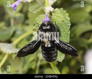 europäische Wildbienen: Die Zimmermannsbiene ( Xylocopa ) ernährt sich von einer grünen Pflanze Stockfoto
