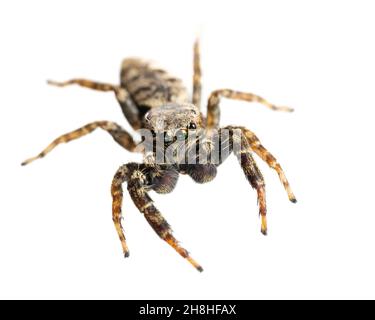 Springende Spinne ( Marpissa muscosa ) Vorderansicht der lebenden Spinne isoliert auf weißem Hintergrund Stockfoto