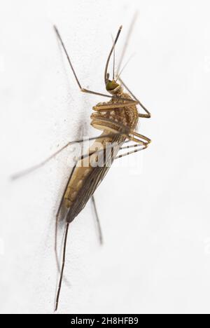 Eine einzige europäische Mücke, die auf einer weißen Wand sitzt Stockfoto