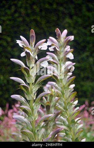 Große weiße Acanthus mollis (Bärenhosen) 'Sea Holly'-Blumen, die in den Grenzen von Newby Hall & Gardens, Ripon, North Yorkshire, England, Großbritannien, angebaut werden. Stockfoto