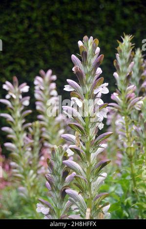 Große weiße Acanthus mollis (Bärenhosen) 'Sea Holly'-Blumen, die in den Grenzen von Newby Hall & Gardens, Ripon, North Yorkshire, England, Großbritannien, angebaut werden. Stockfoto