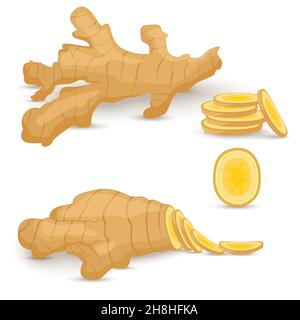 Set frischer Ingwerwurzel auf weißem Hintergrund. Vegane Lebensmittel-Vektor-Ikonen im trendigen Cartoon-Stil. Gesundes Lebensmittelkonzept für Design. Stock Vektor