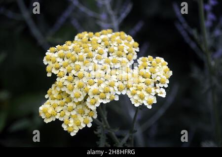 Gelb/Weiß Achillea 'Martina' (Millefolium 'Martina') 'Yarrow' Blumen in den Grenzen von Newby Hall & Gardens, Ripon, North Yorkshire, England Stockfoto