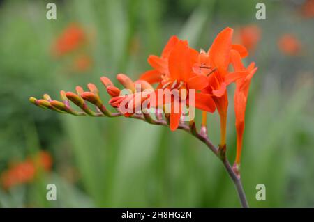 Einzelne Crocosmia (Orange Devil) 'Coppertip'-Blume, die in den Grenzen von Newby Hall & Gardens, Ripon, North Yorkshire, England, Großbritannien, angebaut wird. Stockfoto
