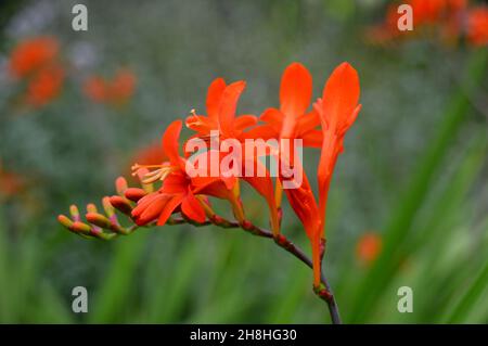 Einzelne Crocosmia (Orange Devil) 'Coppertip'-Blume, die in den Grenzen von Newby Hall & Gardens, Ripon, North Yorkshire, England, Großbritannien, angebaut wird. Stockfoto