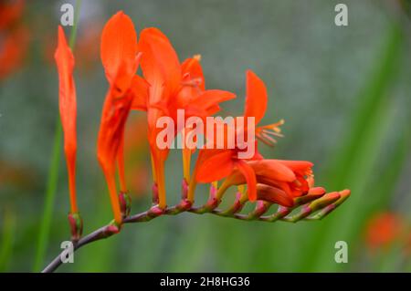 Einzelne Crocosmia (Orange Devil) 'Coppertip'-Blume, die in den Grenzen von Newby Hall & Gardens, Ripon, North Yorkshire, England, Großbritannien, angebaut wird. Stockfoto