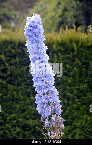 Tall Pale Blue/Purple Hollyhocks (Alcea rosea) Blühender Stachel, der in den Grenzen von Newby Hall & Gardens, Ripon, North Yorkshire, England, Großbritannien, angebaut wird. Stockfoto