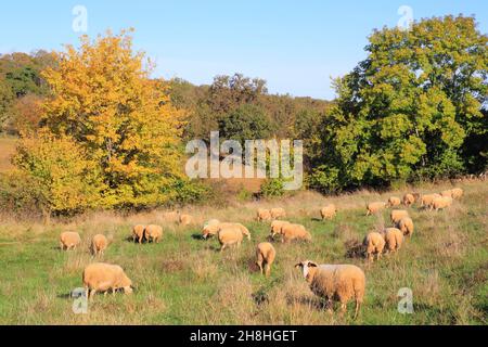 Frankreich, Lot, regionaler Naturpark Causses du Quercy, Crayssac, Schafe auf den Wiesen Stockfoto