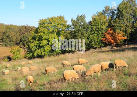 Frankreich, Lot, regionaler Naturpark Causses du Quercy, Crayssac, Schafe auf den Wiesen Stockfoto