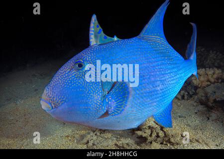 Ägypten, Rotes Meer, ein blauer Triggerfisch (Pseudobalistes fuscus) Stockfoto