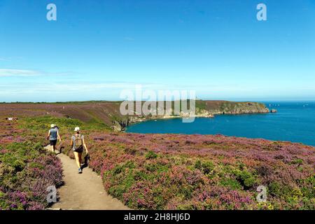 Frankreich, Cotes d'Armor, Plegenon, Frehel Cape und seine Leuchttürme, einer ist ein Leuchtturm von Vauban, Moor und Gorse, wandern auf dem Wanderweg GR 34 Stockfoto