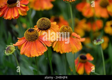 Orange/Gelbe Helenium-Blüten 'Sahin's Early Flowerer', die in den Grenzen von Newby Hall & Gardens, Ripon, North Yorkshire, England, Großbritannien, angebaut werden. Stockfoto