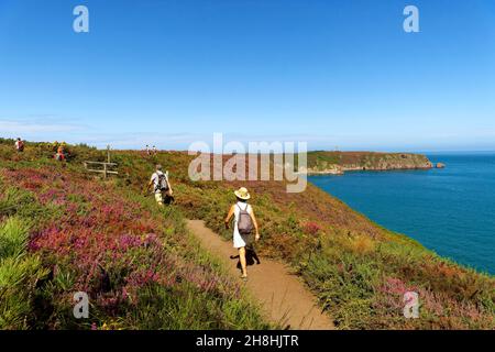 Frankreich, Cotes d'Armor, Plegenon, Frehel Cape und seine Leuchttürme, einer ist ein Leuchtturm von Vauban, Moor und Gorse, wandern auf dem Wanderweg GR 34 Stockfoto