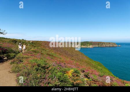 Frankreich, Cotes d'Armor, Plegenon, Frehel Cape und seine Leuchttürme, einer ist ein Leuchtturm von Vauban, Moor und Gorse, wandern auf dem Wanderweg GR 34 Stockfoto