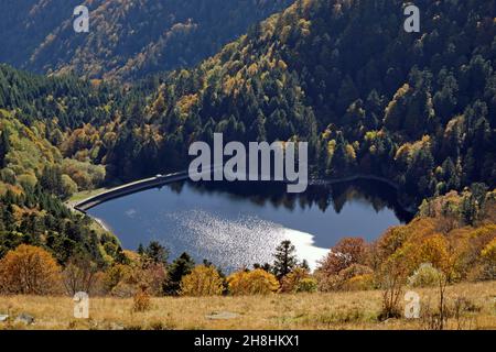 Frankreich, Haut Rhin, Hautes Vosges, Under Le Hohneck, Lac du Schiessrothried, Wald auf Geröll Stockfoto