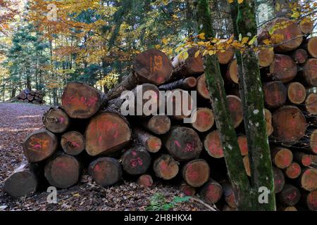 Frankreich, Haut Rhin, Hautes Vosges, Mittlach, Wald, Holzlager, Douglas FIR (Pseudotsuga menziesii) Stockfoto