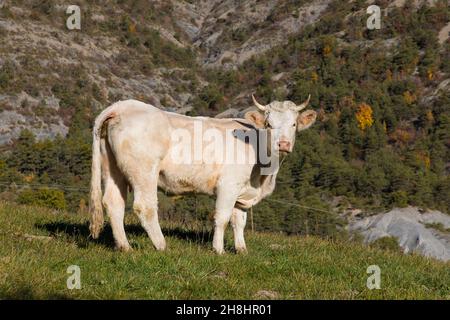 Frankreich, Alpes de Haute Provence, Saint Martin les Seyne; charolaise-Kuh Stockfoto