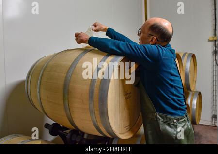 Frankreich, Calvados, Ernte bei Les Arpents du Soleil, Weinberg in Saint-Pierre-sur-Dives in der Normandie Stockfoto