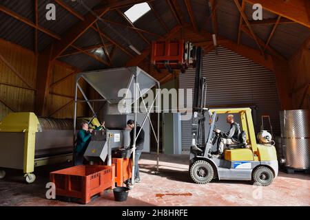 Frankreich, Calvados, Ernte bei Les Arpents du Soleil, Weinberg in Saint-Pierre-sur-Dives in der Normandie Stockfoto