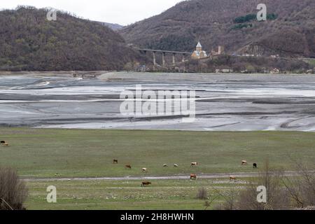 Grasende Kühe entlang des Flusses Aragvi. Ananuru Castle und Viadukt der Georgian Military Road im Hintergrund. Georgien, Kaukasus. Stockfoto