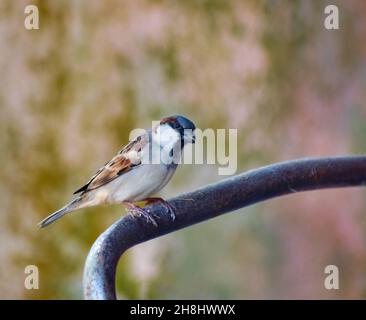Passer domesticus. Haussperling. Es ist ein Vogel der Sperlinge der Familie Passeridae, der in den meisten Teilen der Welt gefunden wird. Stockfoto