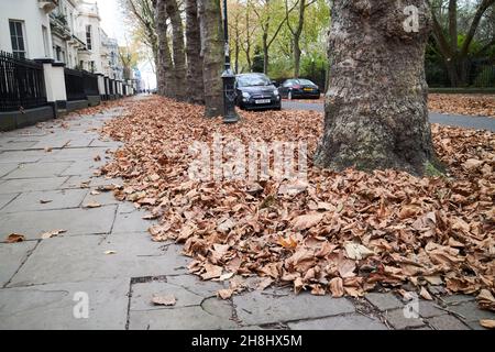 Braune Herbstblätter bedecken den falkner-Platz im georgischen Liverpool, merseyside, großbritannien Stockfoto