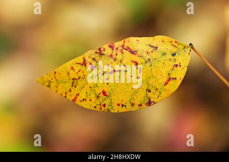 Mehrfarbiges Giftefeublatt im Herbst Stockfoto