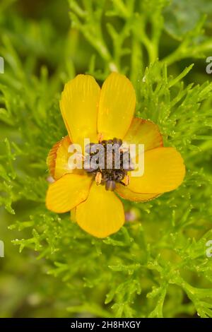 Adonismikrokarpa - Reniculum aus der Familie der ranunculaceae, mit zarten gelben Blüten. Stockfoto