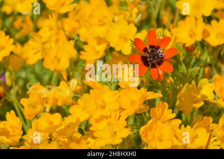 Adonis annua, allgemein als Bluttropfen oder Rebhuhn-Auge bezeichnet, ist eine einjährige krautige Pflanze der Familie der Ranunkulaceas Stockfoto