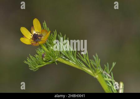 Adonismikrokarpa - Reniculum aus der Familie der ranunculaceae, mit zarten gelben Blüten. Stockfoto