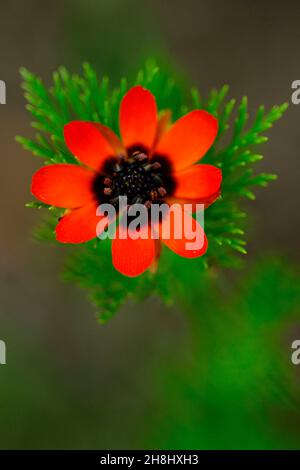 Adonis annua, allgemein als Bluttropfen oder Rebhuhn-Auge bezeichnet, ist eine einjährige krautige Pflanze der Familie der Ranunkulaceas Stockfoto