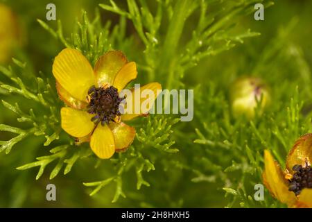 Adonismikrokarpa - Reniculum aus der Familie der ranunculaceae, mit zarten gelben Blüten. Stockfoto