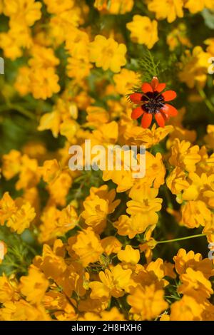 Adonis annua, allgemein als Bluttropfen oder Rebhuhn-Auge bezeichnet, ist eine einjährige krautige Pflanze der Familie der Ranunkulaceas Stockfoto