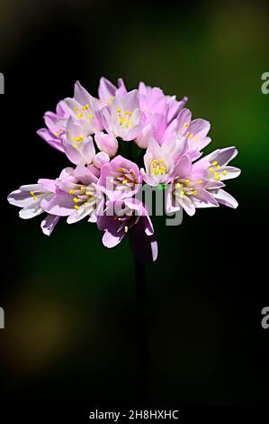 Allium ursinum, wilder Knoblauch, ist eine krautige Pflanze, die zur Familie der Amaryllidaceae gehört. Stockfoto