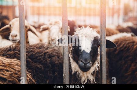 Konzept Mitleid für die Tötung von Tieren Vegetarismus. Schafe sehen vor der Schlachtung des Fleisches durch ein Gitterrost erbärmend aus. Stockfoto