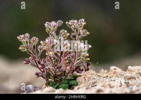 Chaenorhinum reyesii ist eine blühende Pflanze aus der Familie der Scrophulariaceae. Stockfoto