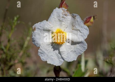 Cistus monspeliensis - Schwarzer Jagz ist eine Pflanze aus der Familie der Cystaceae. Weiße Blume. Stockfoto