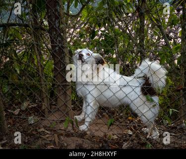 Hund bellt durch einen Zaun auf vorbeifahrende Menschen Stockfoto