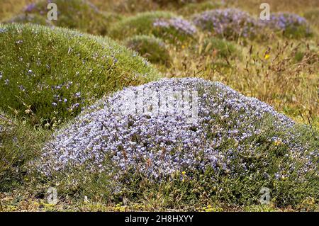 Erinacea anthyllis ist eine Pflanzenart aus der Familie der Fabaceae. Stockfoto