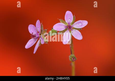 Erodium ist eine Pflanzengattung aus der Familie der Geraniaceae. Stockfoto