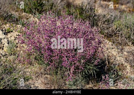 Matthiola fruticulosa - die Feldwallblume ist ein mehrjähriges Kraut, das an trockenen, felsigen Orten wächst Stockfoto