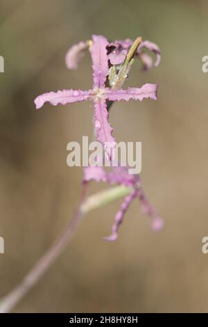 Matthiola fruticulosa - die Feldwallblume ist ein mehrjähriges Kraut, das an trockenen, felsigen Orten wächst Stockfoto