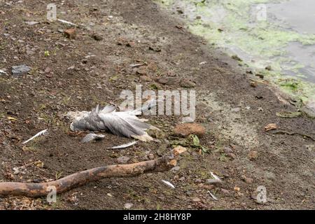 Der tote Möwenvogel liegt am Ufer des Reservoirs, das mit grünen Algen bedeckt ist. Ökologische Katastrophe, Umweltschutzkonzept. Stockfoto