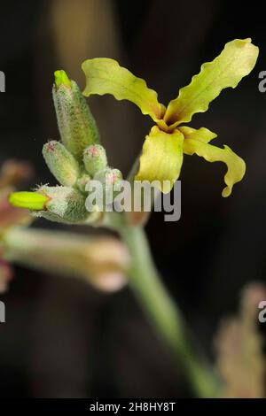 Matthiola fruticulosa - die Feldwallblume ist ein mehrjähriges Kraut, das an trockenen, felsigen Orten wächst Stockfoto