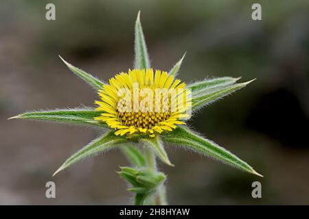 Pallenis spinosa Cass. Es ist eine blühende Pflanze aus der Familie der Asteraceae. Stockfoto