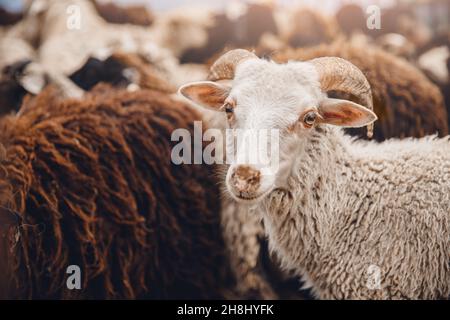 Konzept Mitleid für die Tötung von Tieren Vegetarismus. Schafe sehen vor der Schlachtung des Fleisches durch ein Gitterrost erbärmend aus. Stockfoto